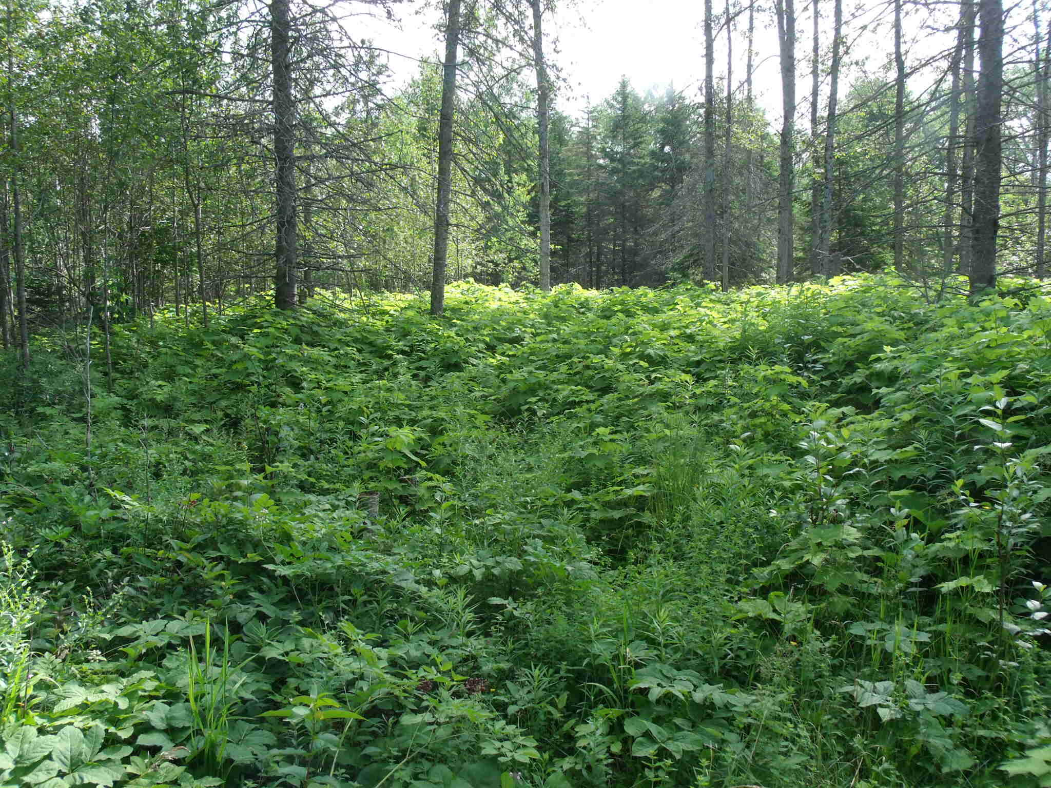 4083 St Martin Point Road Hessel, MI 49745 - Photo 36 of 65 GEDC3308