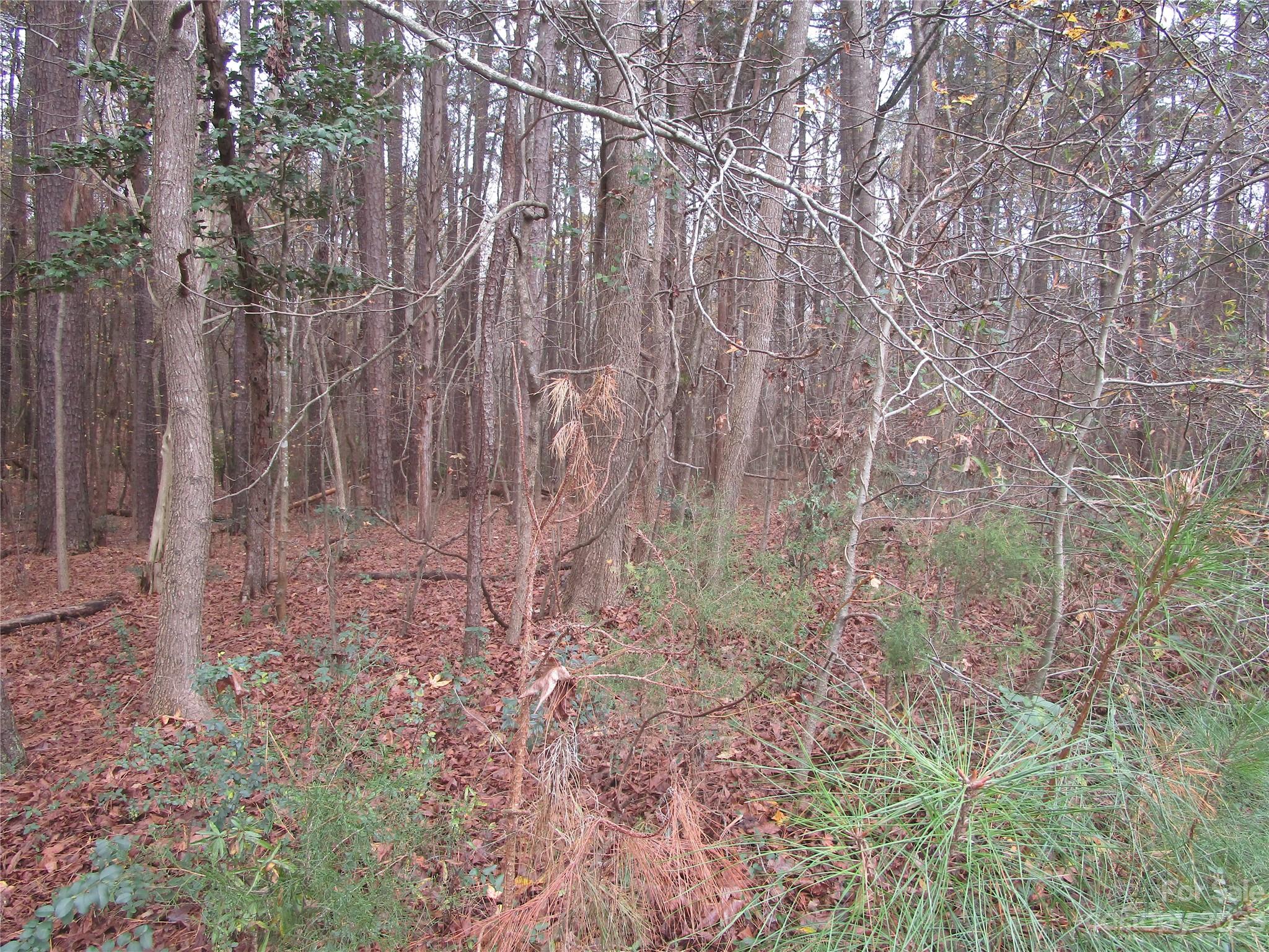 3508 Highway 74 Monroe, NC 28112 - Photo 18 of 28 a view of a yard with large trees