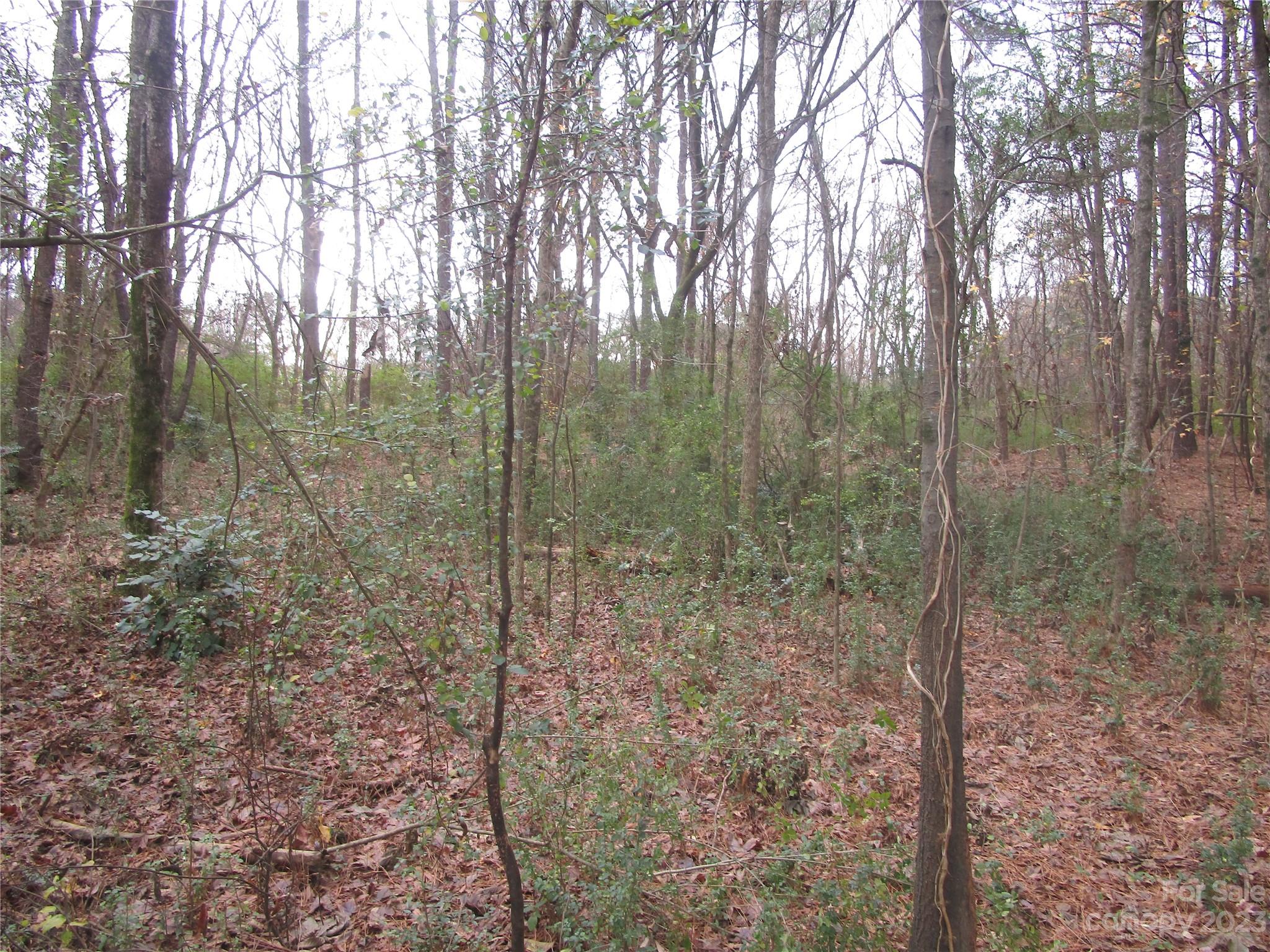 3508 Highway 74 Monroe, NC 28112 - Photo 8 of 28 a view of a forest that has large trees