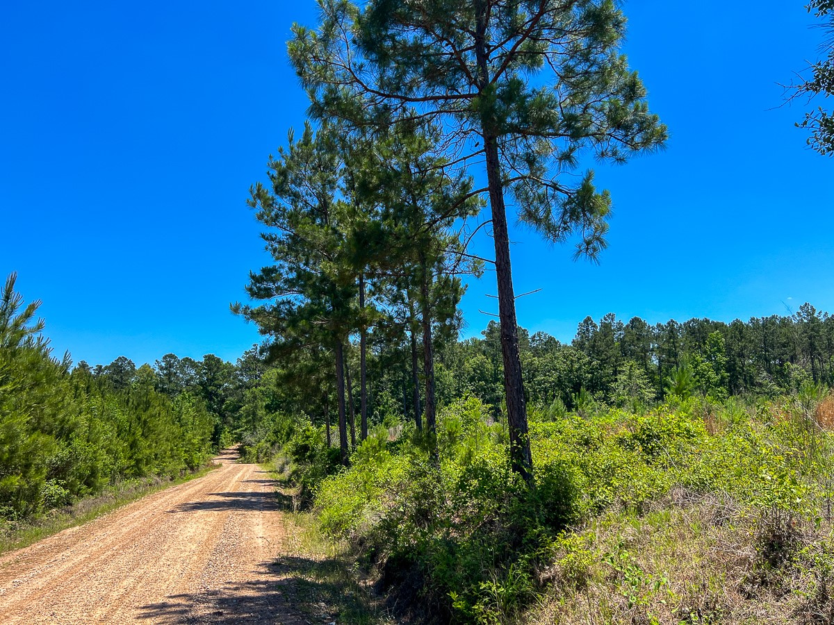 T-3 Union Springs Road Corrigan, TX 75939 - Photo 4 of 12