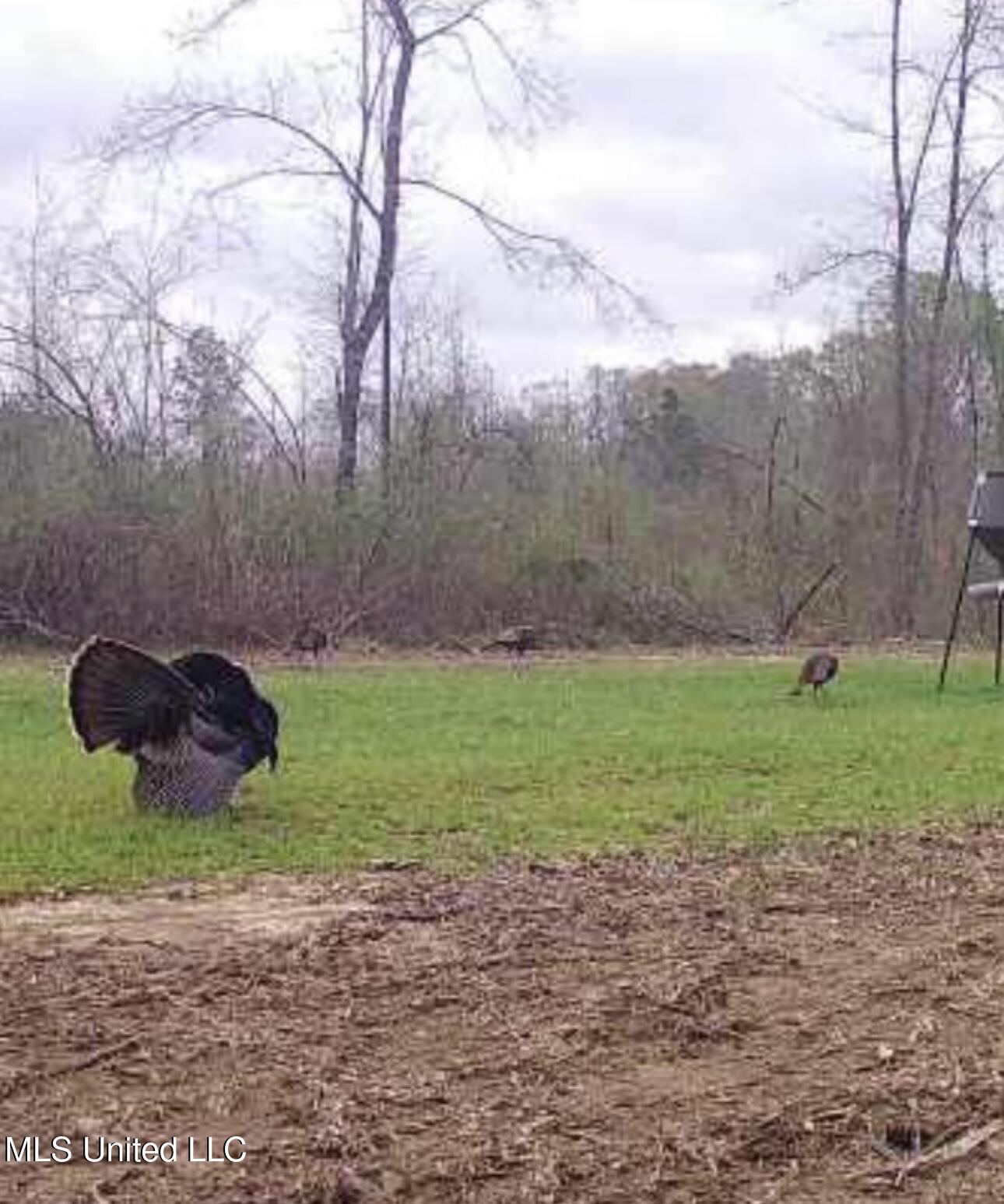 1445 Parsons Road Raymond, MS 39154 - Photo 37 of 56 7