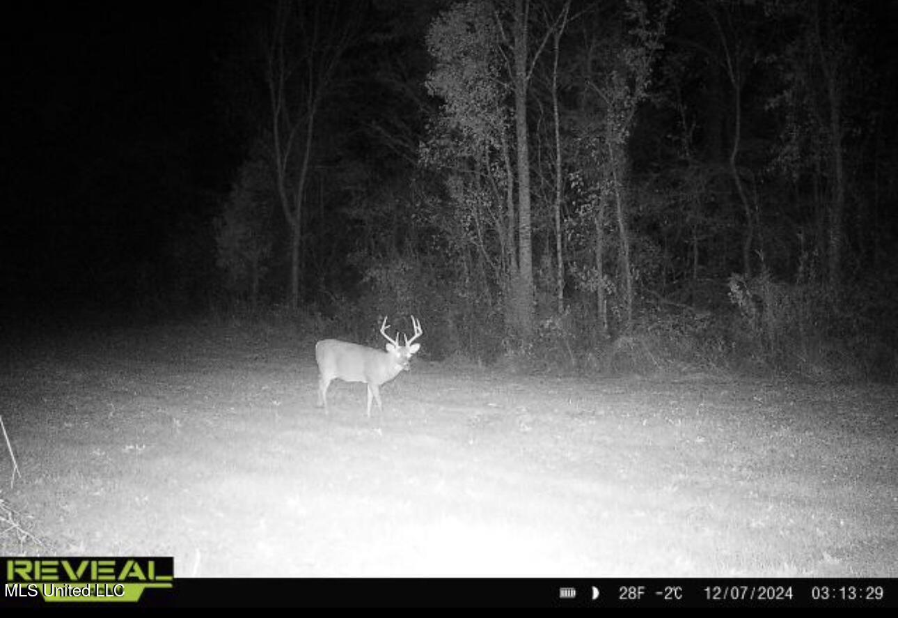 1445 Parsons Road Raymond, MS 39154 - Photo 40 of 56 IMG_6868