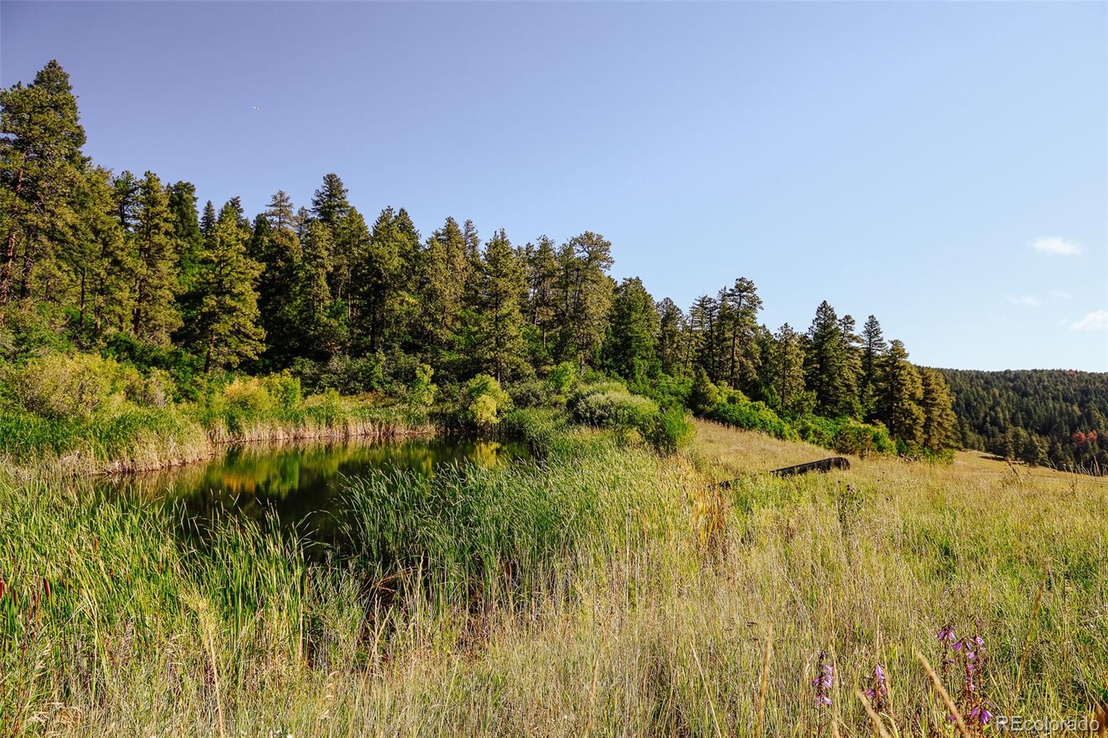 375 Pine Creek Road Sedalia, CO 80135 - Photo 8 of 48 a view of a bunch of trees in a field