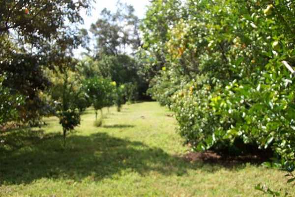 13 A Ala'Ili Road Pahoa, HI 96778 - Photo 8 of 9 Gallery Image 8