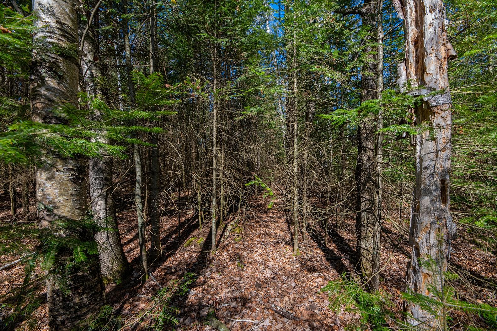 Off Marquard Road Eagle River, WI 54521 - Photo 13 of 20 Gallery Image 13