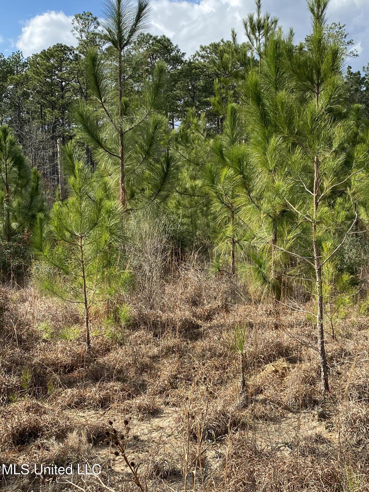 12 Willie Mae Pitts Road Richton, MS 39476 - Photo 5 of 10 012