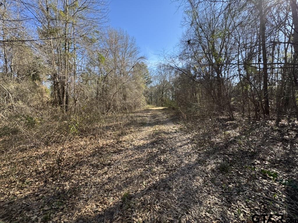 0 Timber Rdg Lane Whitehouse, TX 75791 - Photo 2 of 4 a view of a yard with trees