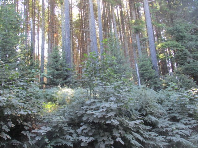 0 Northwest High Heaven Road McMinnville, OR 97128 - Photo 20 of 22
