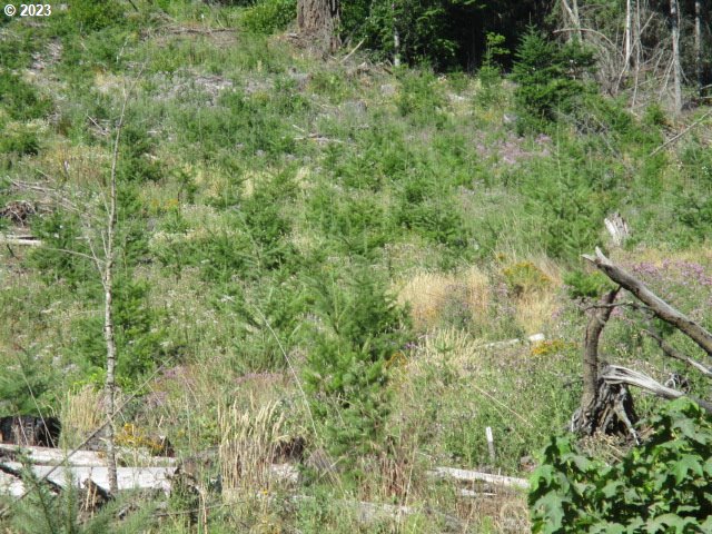0 Northwest High Heaven Road McMinnville, OR 97128 - Photo 5 of 22