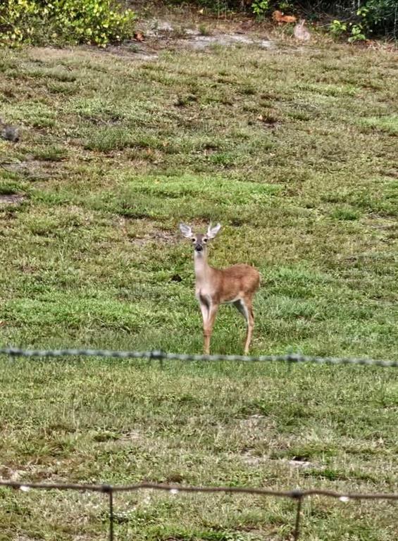 8735 Cr 631a Bushnell Bushnell, FL 33513 - Photo 16 of 17 a view of a pathway