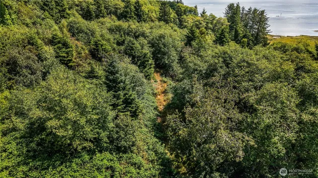 a view of a lush green forest
