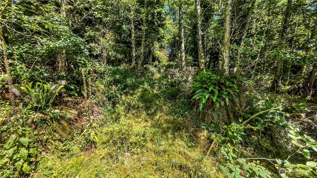 a view of a lush green forest
