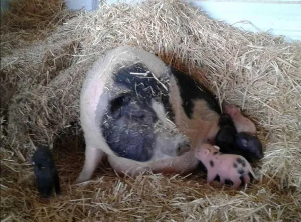 a view of a lake with a mountain in the background