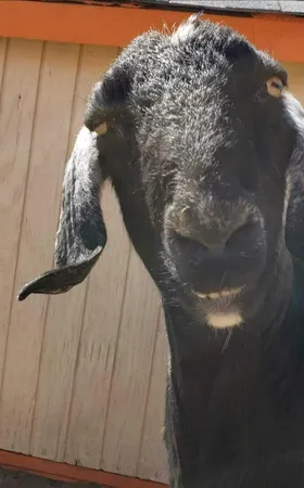 a view of a backyard of a house
