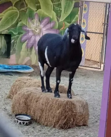 $380,000 | 58562 Applegate Way, Landers, CA 92285