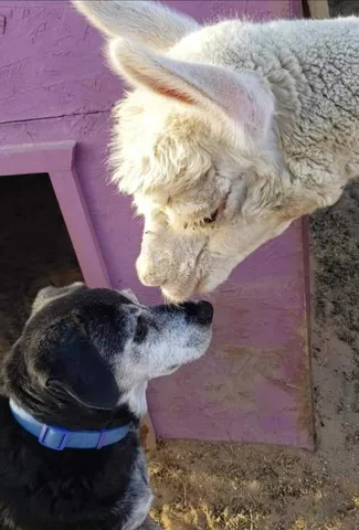 $380,000 | 58562 Applegate Way, Landers, CA 92285