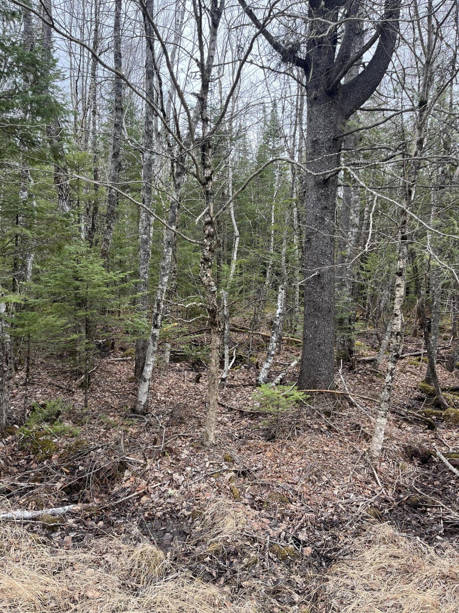 M6-l9 Boundary Road Orient, ME 04471 - Photo 3 of 6 IMG_4206