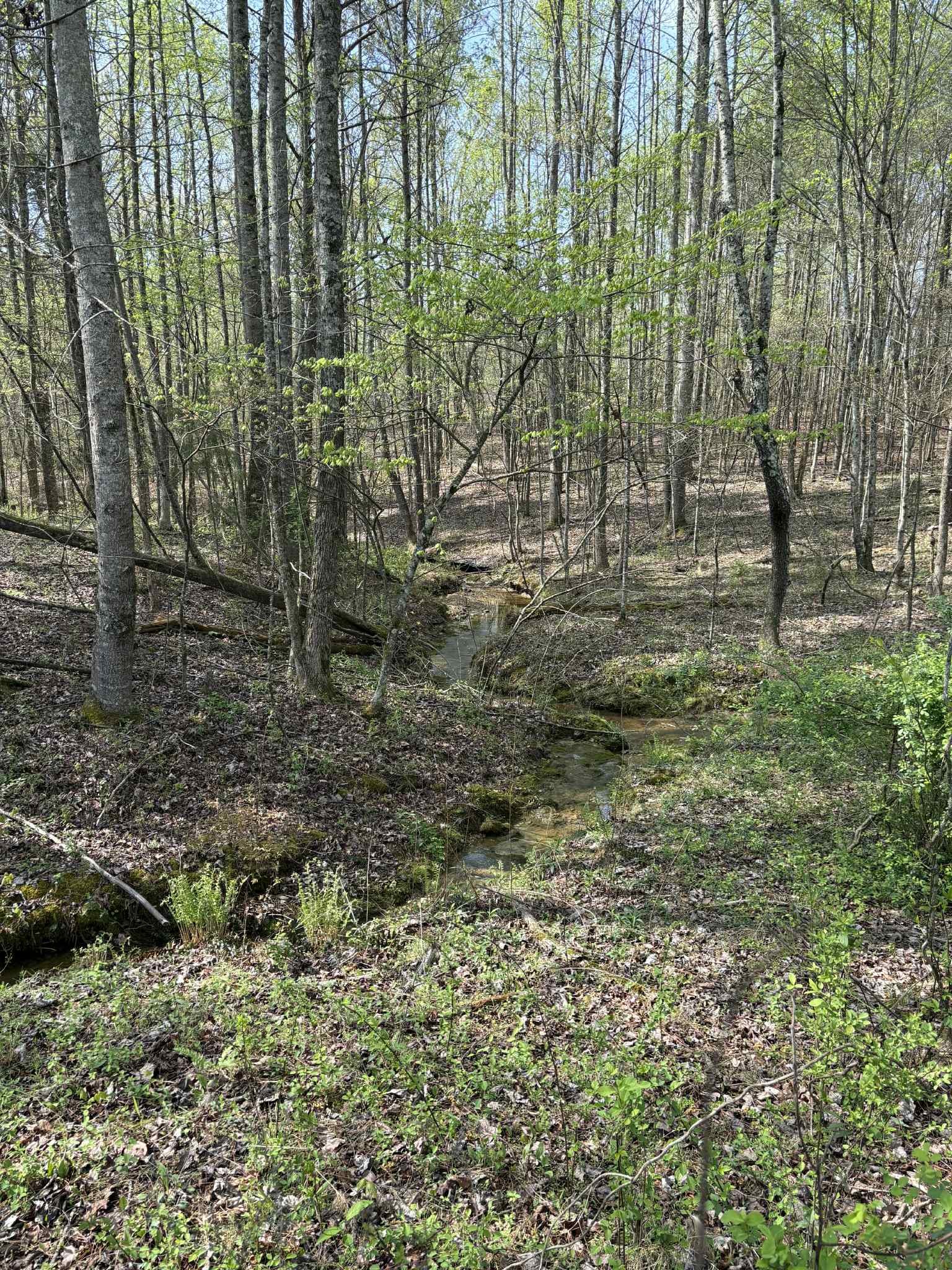 0 Elmore Town Road Baxter, TN 38544 - Photo 6 of 8 a view of outdoor space with lots of trees