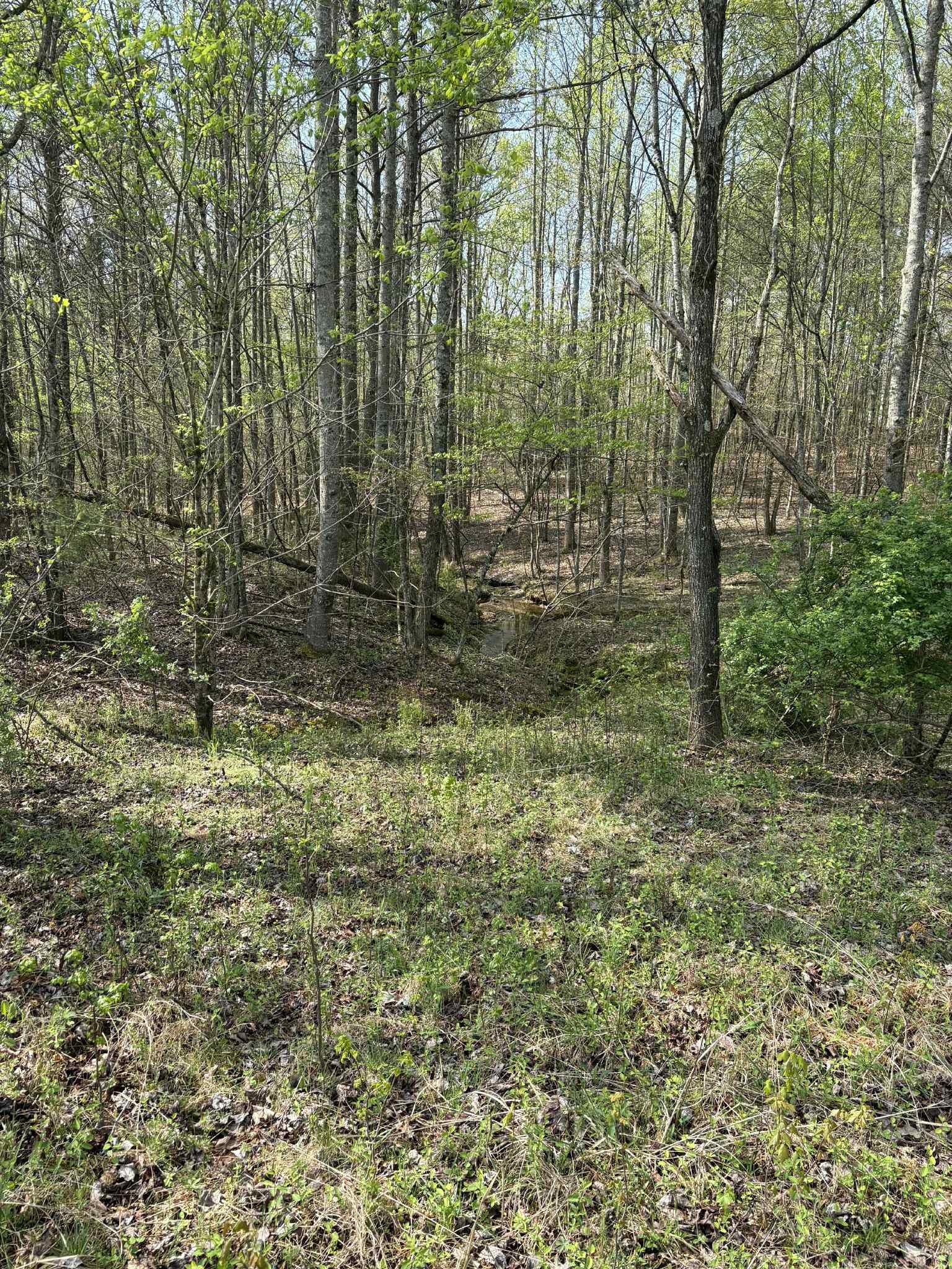 0 Elmore Town Road Baxter, TN 38544 - Photo 7 of 8 a view of outdoor space and garden