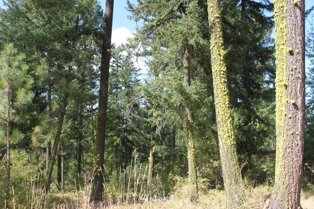 11-2 Tillman Creek Road Cle Elum, WA 98922 - Photo 1 of 4 Gallery Image 1