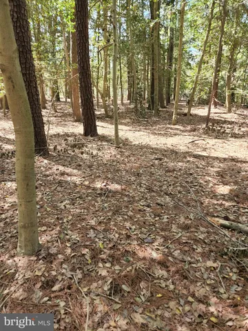 a view of a yard with trees