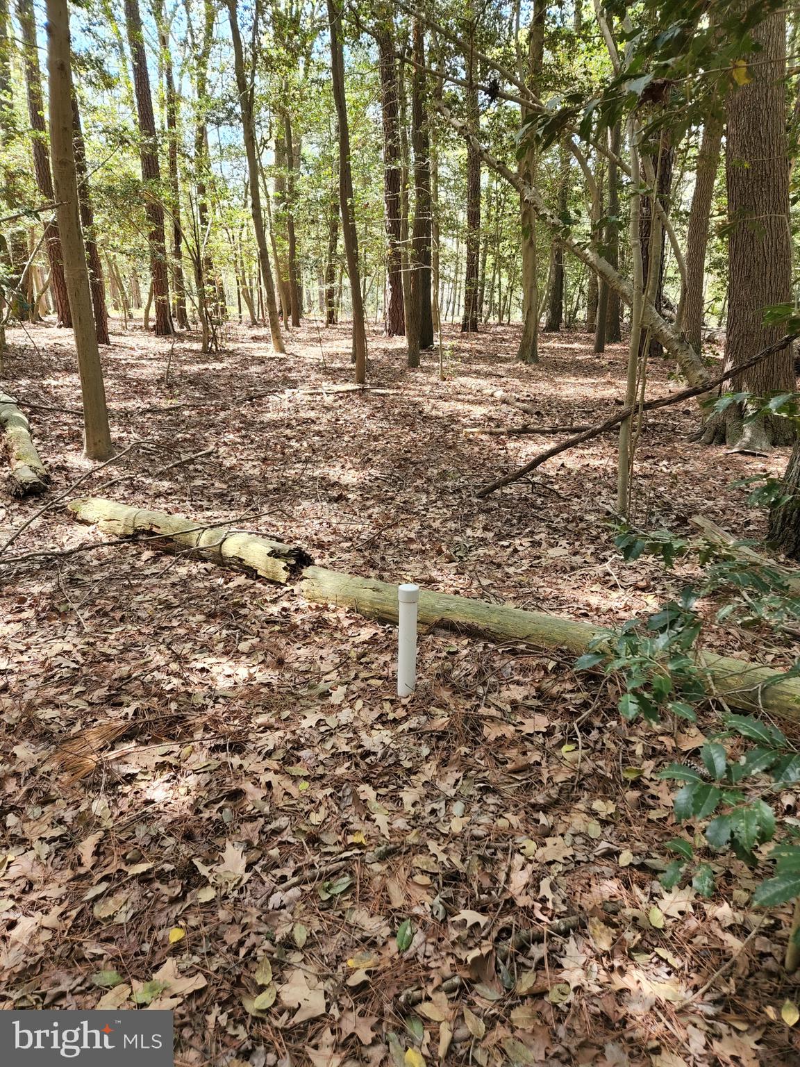 0 New Road McDaniel, MD 21647 - Photo 2 of 9 a backyard of a house with lots of green space