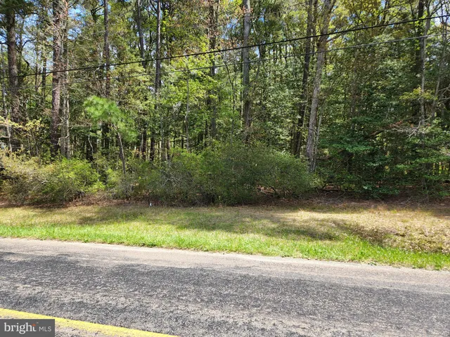 a view of a yard with plants and large trees