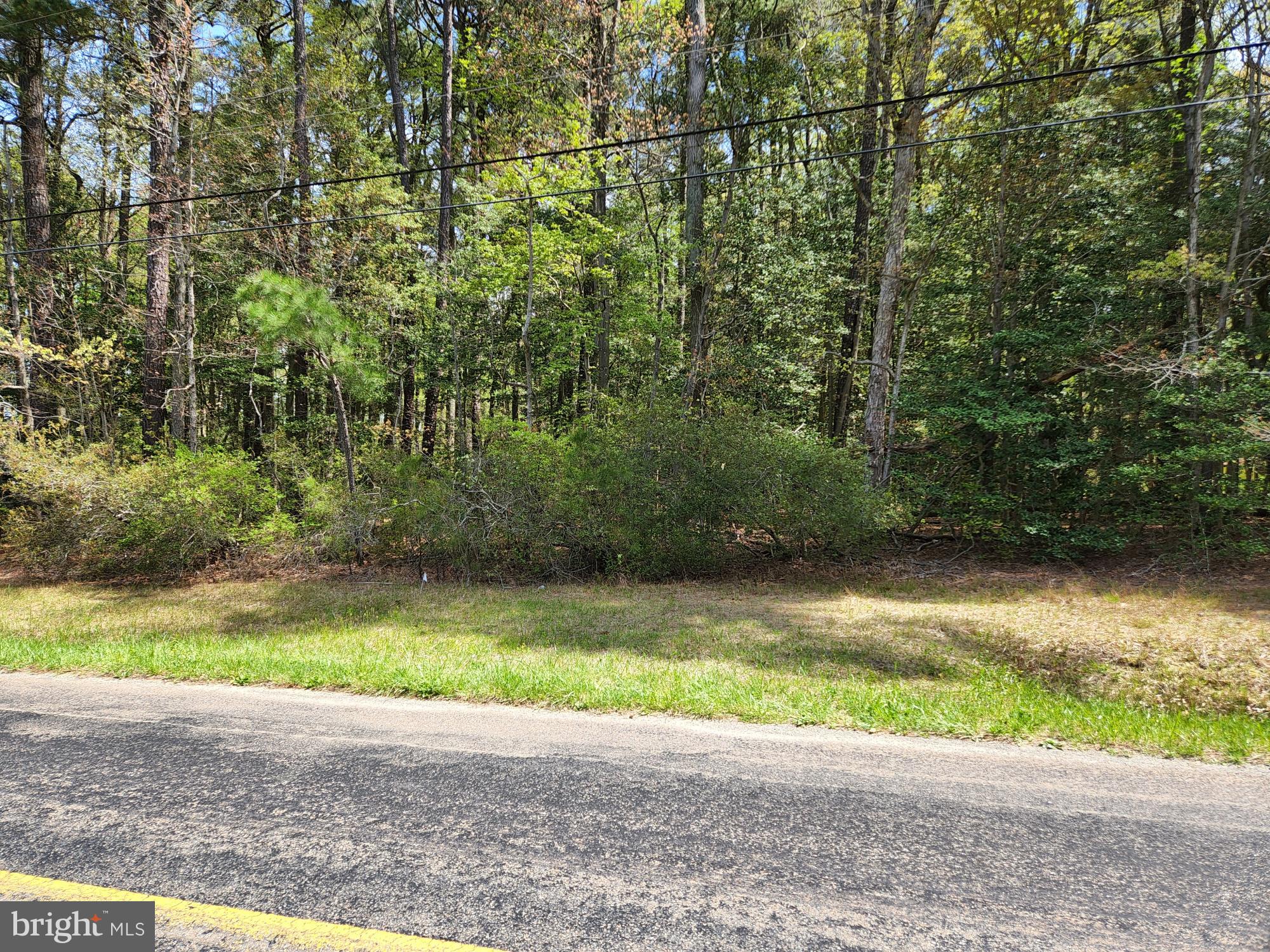 0 New Road McDaniel, MD 21647 - Photo 4 of 9 a view of a yard with plants and large trees