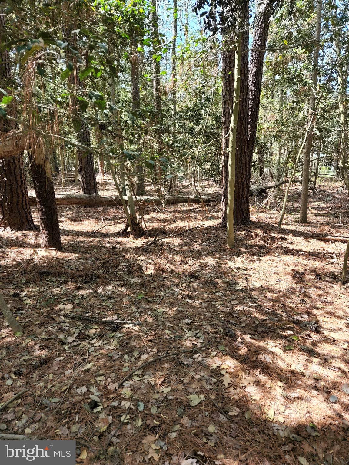 0 New Road McDaniel, MD 21647 - Photo 5 of 9 a view of a yard with plants and trees
