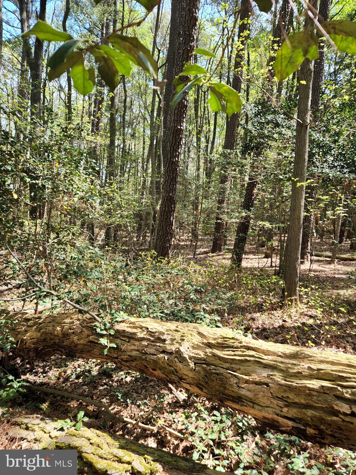 0 New Road McDaniel, MD 21647 - Photo 7 of 9 a view of beach