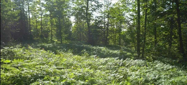 $79,000 | 83-xxx - Lot 12 83-xxx - Road, Bayfield, WI 54814