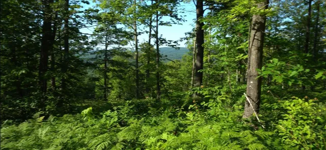 $79,000 | 83-xxx - Lot 12 83-xxx - Road, Bayfield, WI 54814