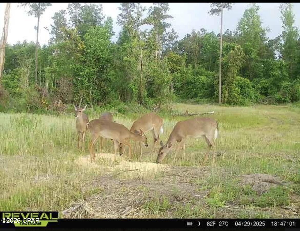 Tbd Sinai Road Sneads, FL 32460 - Photo 18 of 24
