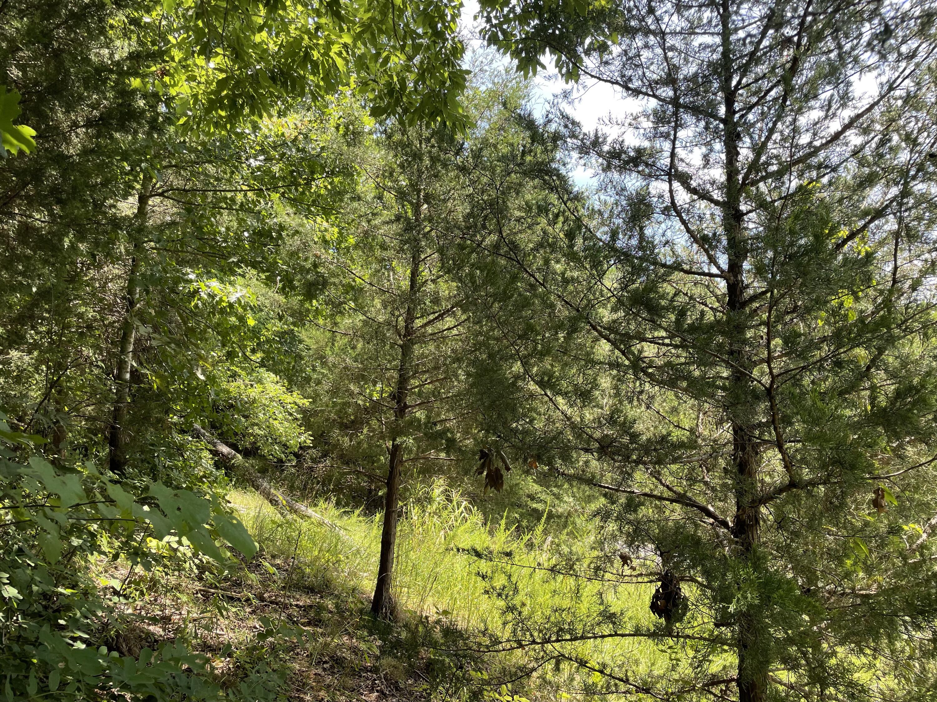 102 Lakeshore Way, Unit 3 Newport, TN 37821 - Photo 7 of 11 IMG_7005