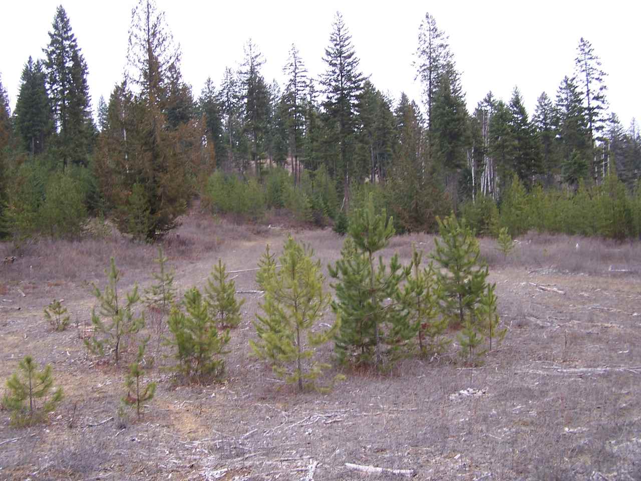 Lot 6 Greenhouse Road Ione, WA 99139 - Photo 7 of 13 Gallery Image 7