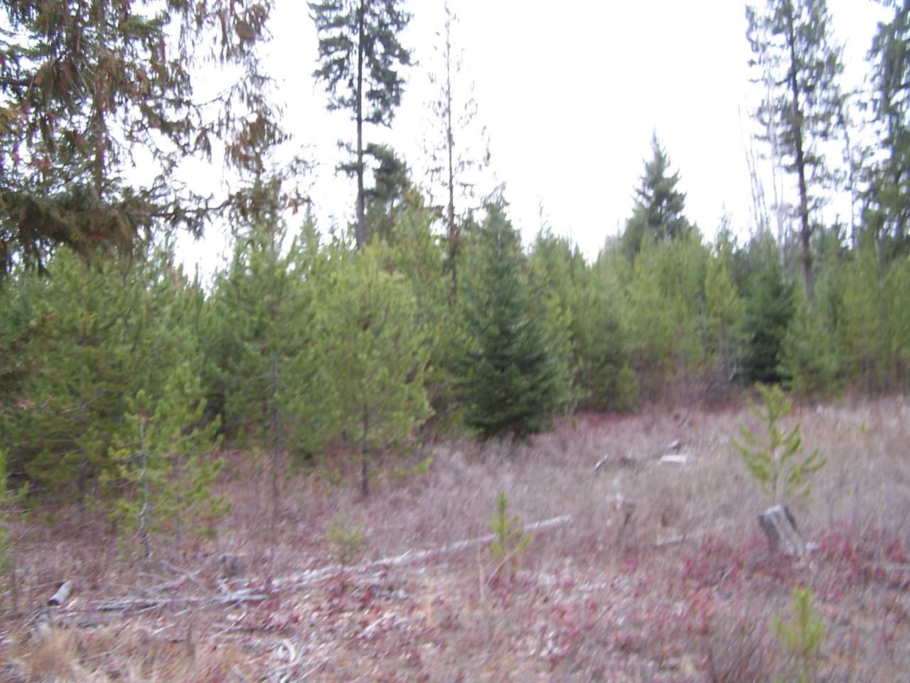 Lot 6 Greenhouse Road Ione, WA 99139 - Photo 8 of 13 Gallery Image 8