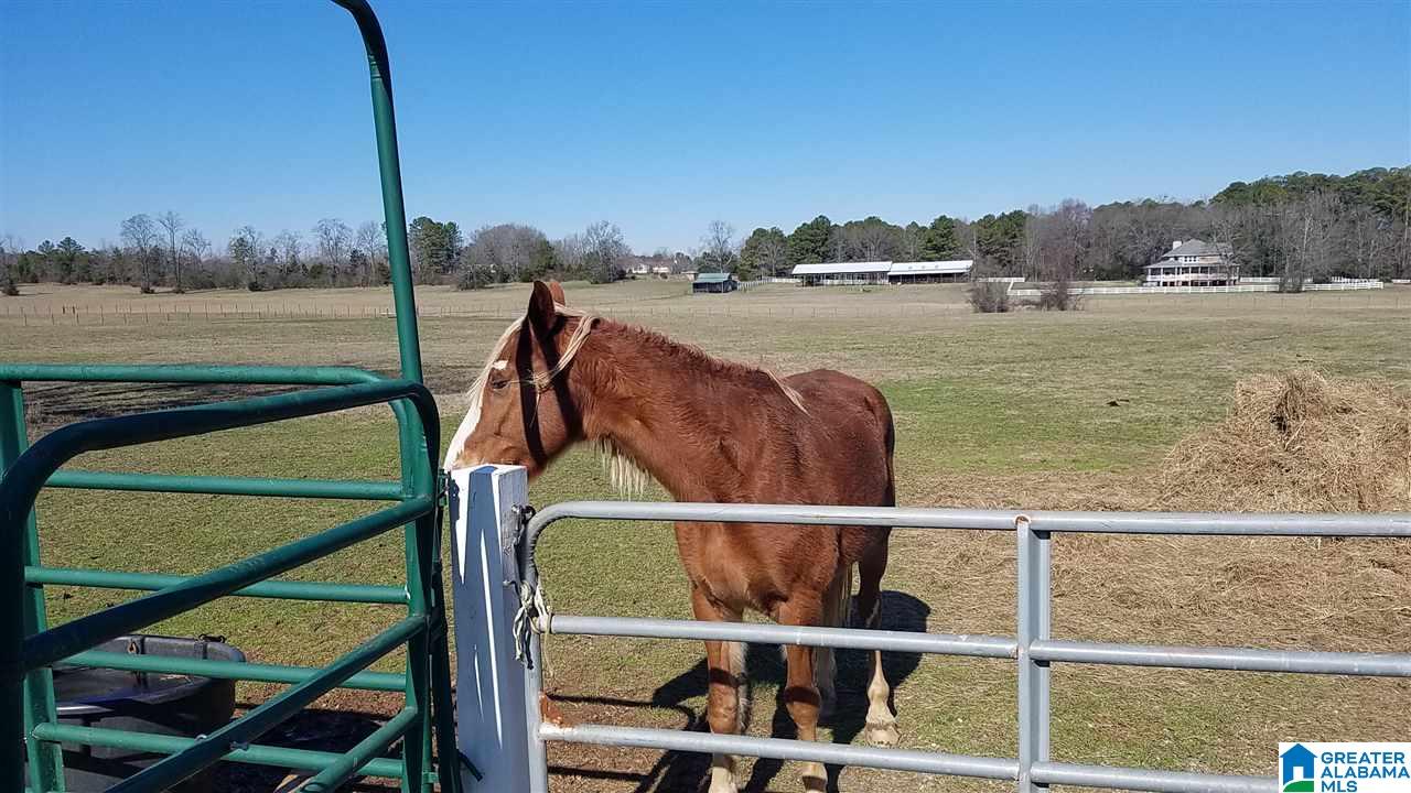 2355 Salem Road Montevallo, AL 35115 - Photo 24 of 47