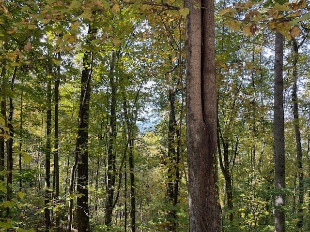 Lot 73 Hidden Treasure Murphy, NC 28906 - Photo 25 of 26