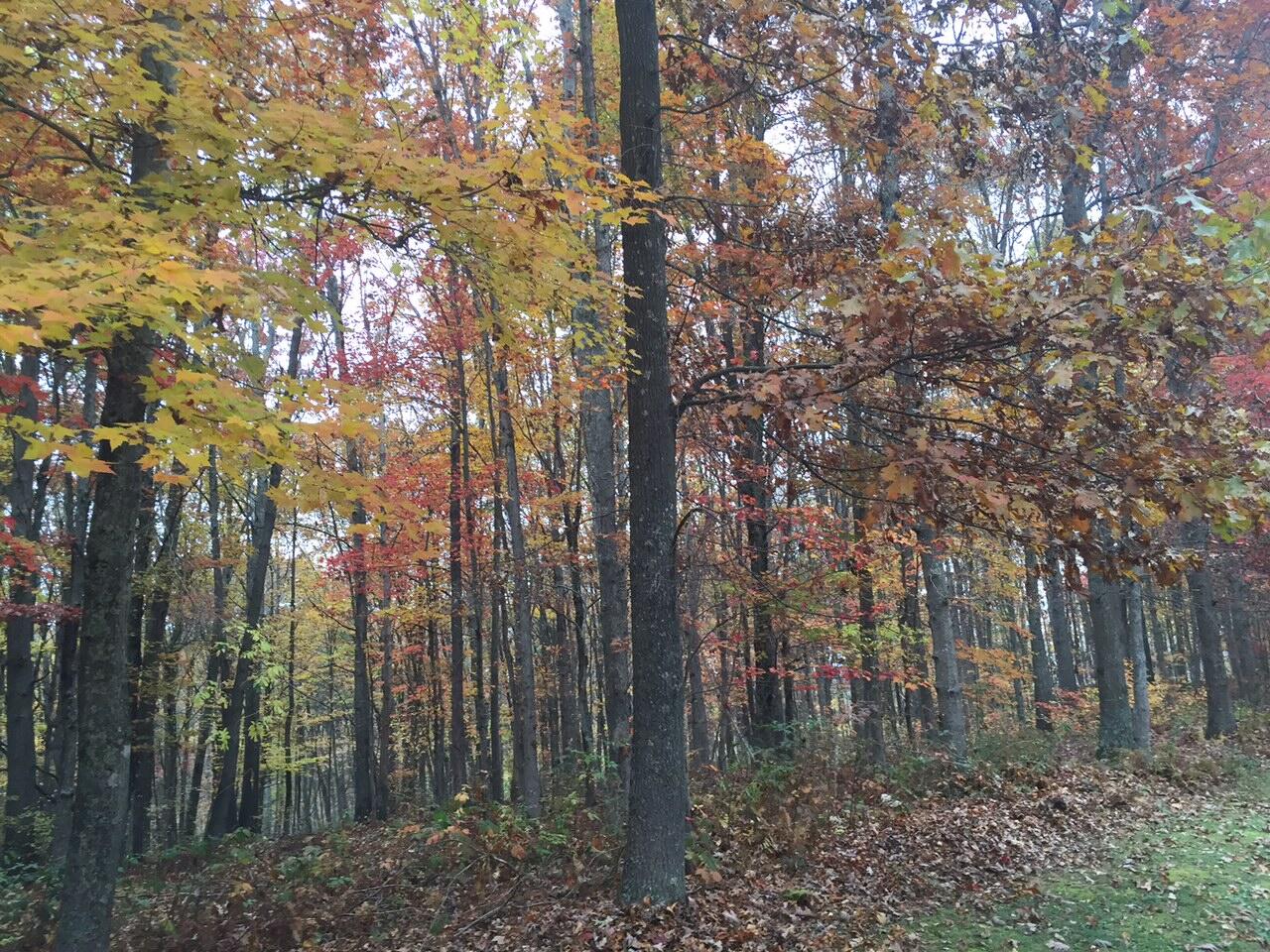 Hickory Ridge Maxwelton, WV 24957 - Photo 11 of 13 Gallery Image 11