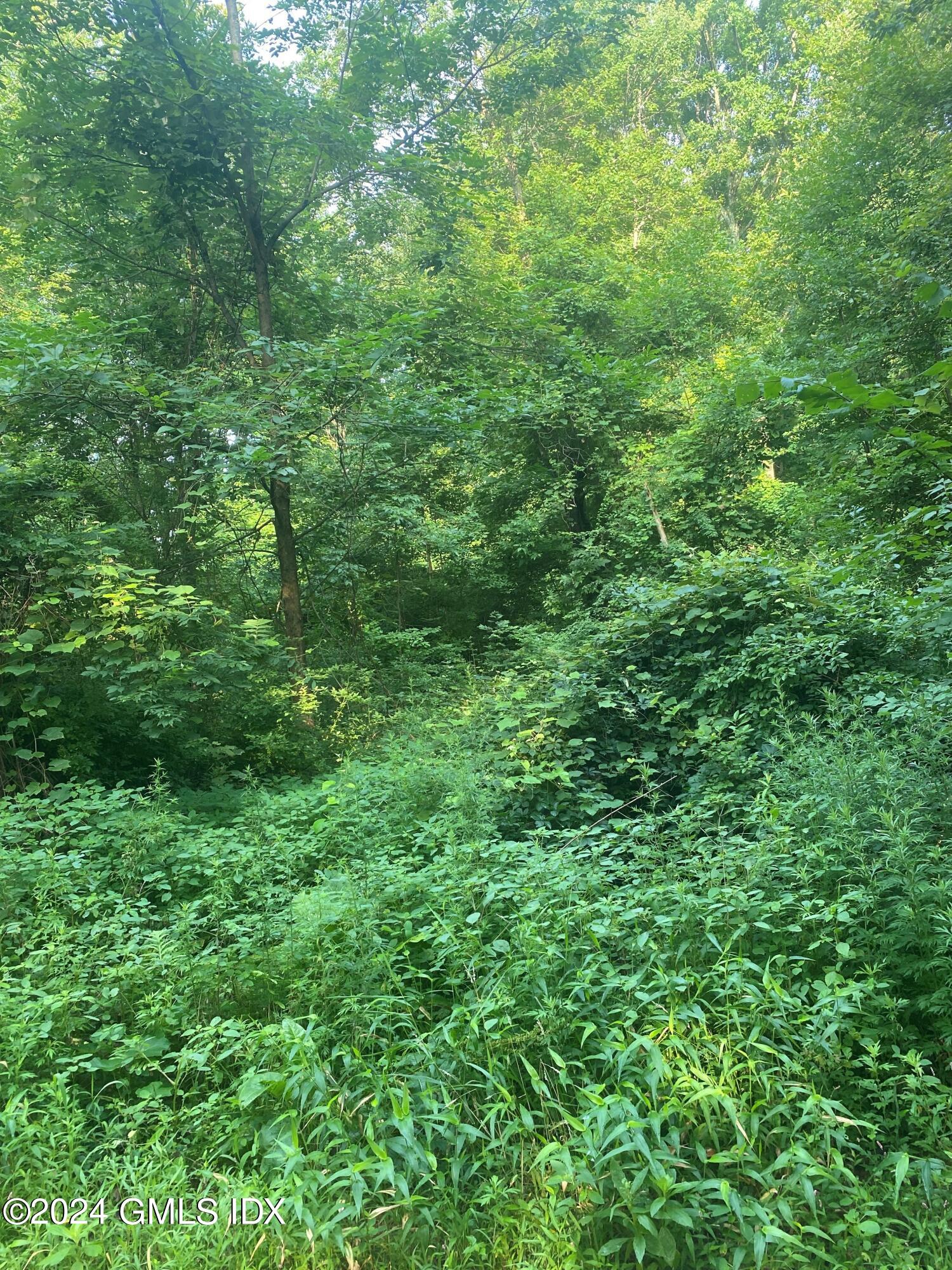 0 Highland Farm Road Greenwich, CT 06831 - Photo 7 of 7 a view of a lush green forest