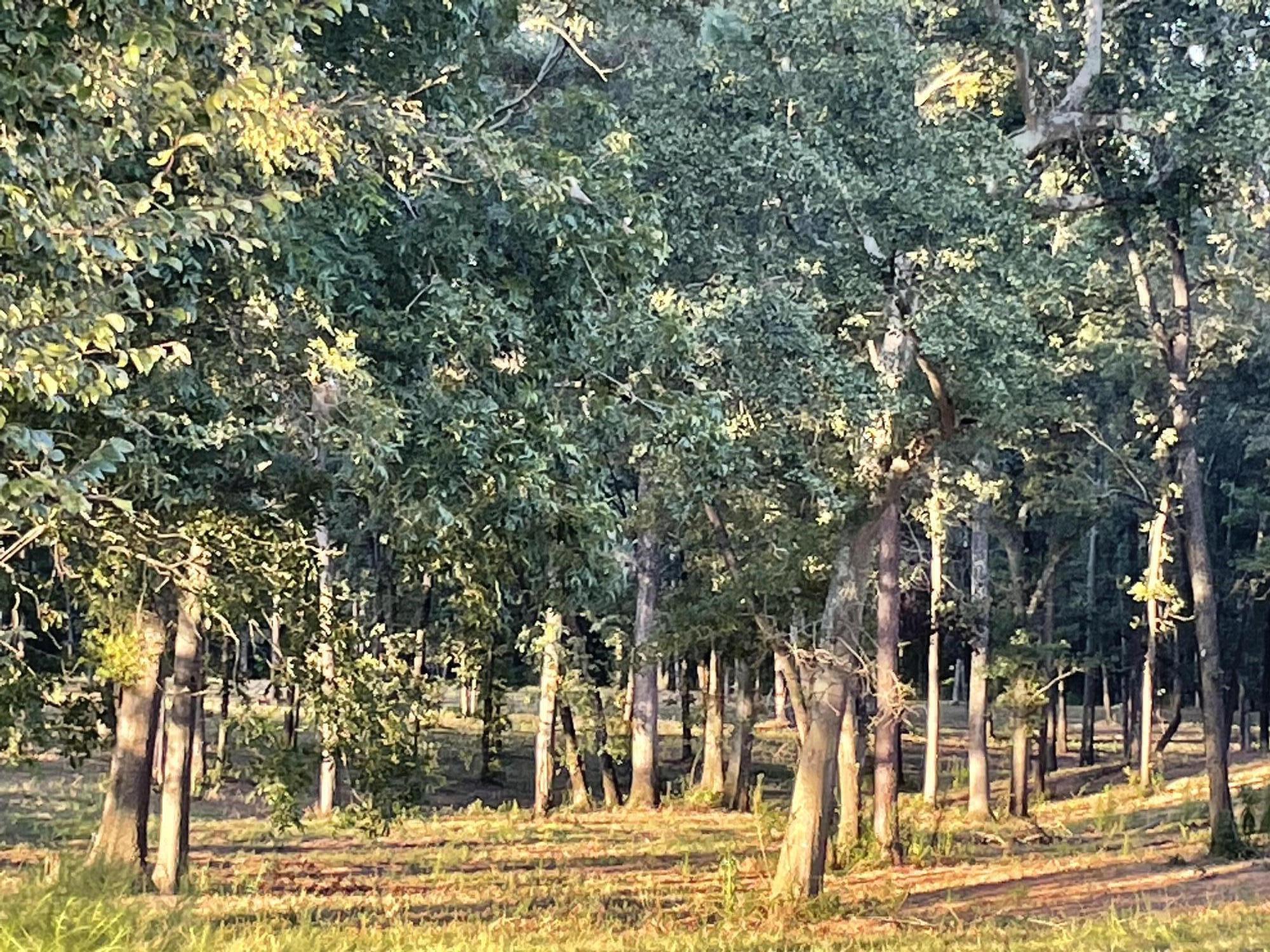 0 Wrights Mill Road Aiken, SC 29801 - Photo 1 of 1