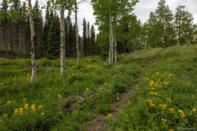 a view of a lush green forest