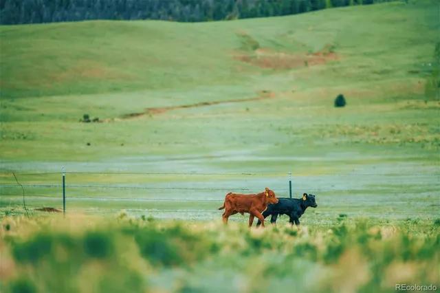 a view of a golf course with chairs