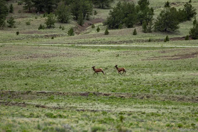 a view of a green field with lots of trees