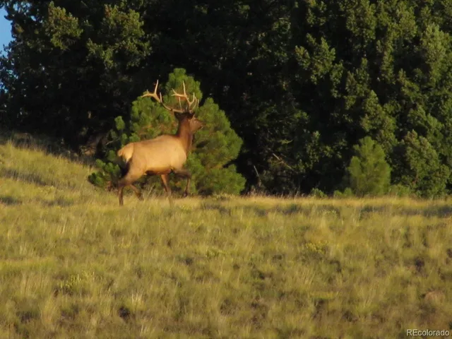 a backyard of a house with a yard and large tree