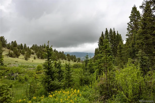 a view of a bunch of trees