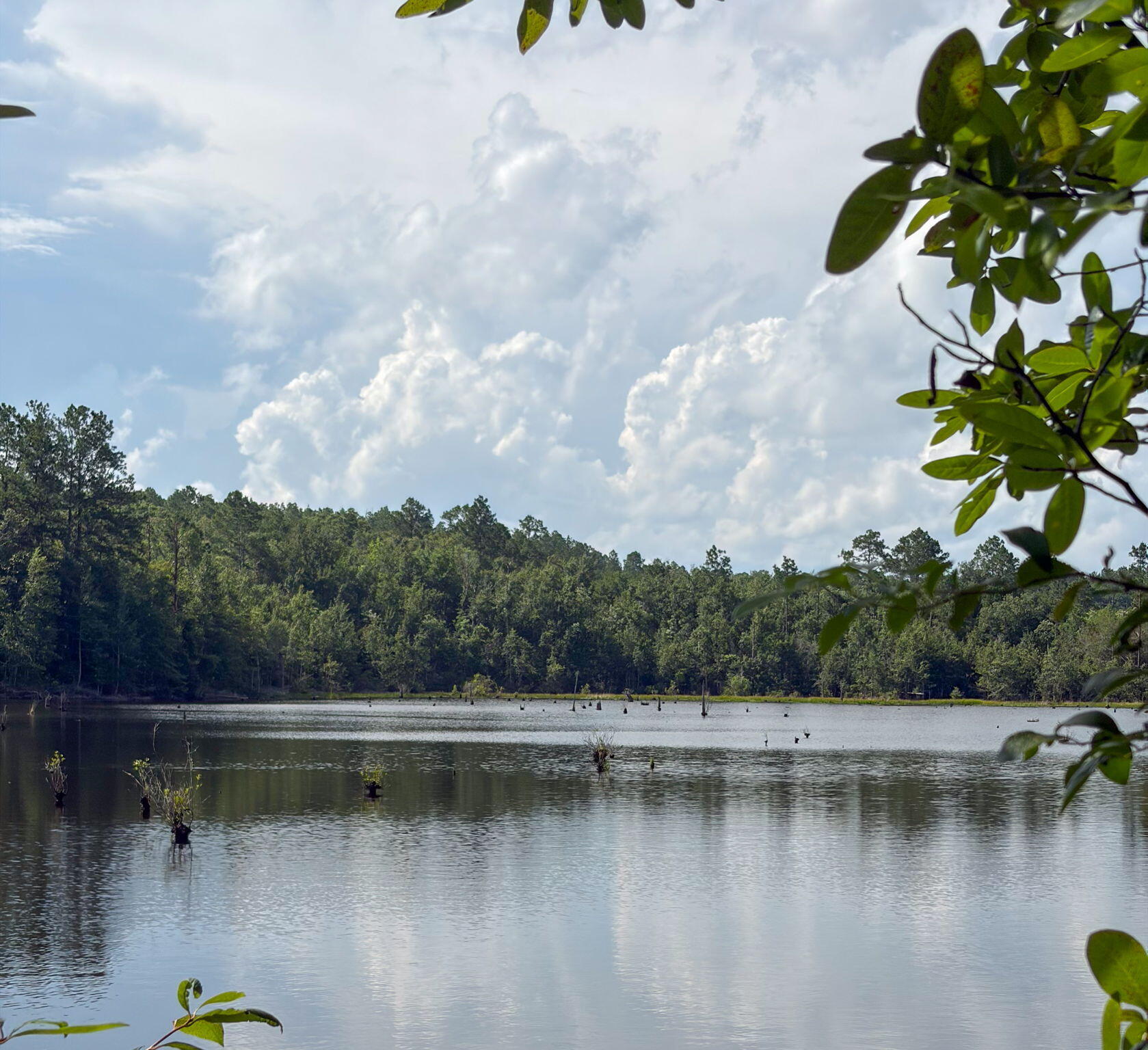 82 Acres 4 Flags Road Laurel Hill, FL 32567 - Photo 41 of 45 44-web-or-mls-IMG_1861