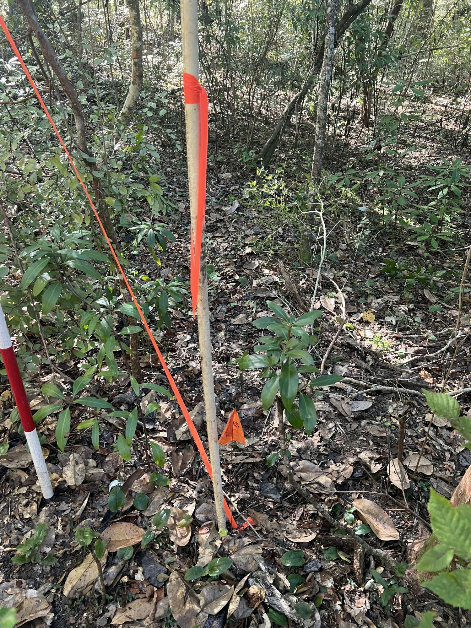 Tbd Strickland Road Ebro, FL 32437 - Photo 11 of 36 a picture of tree