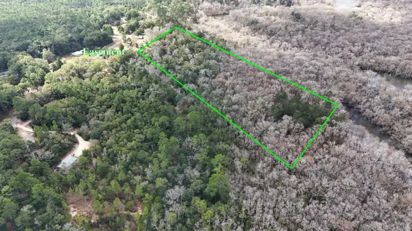 a view of a forest with a tree