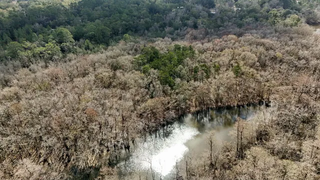 a view of a lake with a forest
